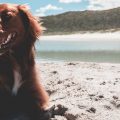 dog friendly camping sunshine coast